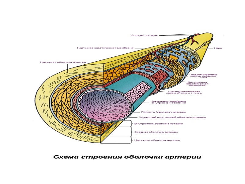 Схема строения оболочки артерии